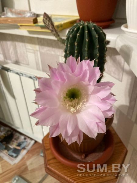 Эхинокактус+ фото красивого цветения объявление Продам уменьшенное изображение 
