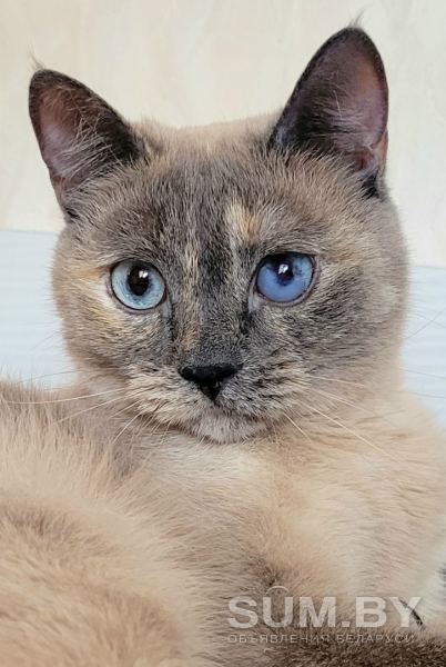 Кошка Соя. Привита, кастрирована объявление Отдам даром уменьшенное изображение 