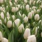 Тюльпаны белые. Букеты + Бонус объявление Услуга уменьшенное изображение 3