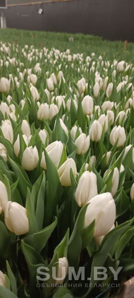 Тюльпаны белые. Букеты + Бонус объявление Услуга уменьшенное изображение 