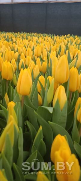 Тюльпаны жёлтые. Букеты + бонус объявление  уменьшенное изображение 