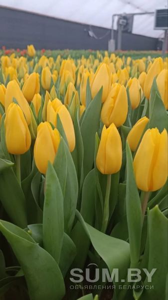 Тюльпаны жёлтые. Букеты + бонус объявление  уменьшенное изображение 