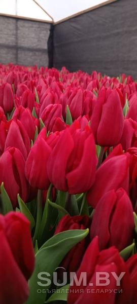 Тюльпаны красные. Букеты + бонус объявление  уменьшенное изображение 