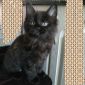 Мейн кун котята объявление Продам уменьшенное изображение 2
