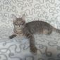 Кастрированный котенок в дар объявление Отдам даром уменьшенное изображение 4