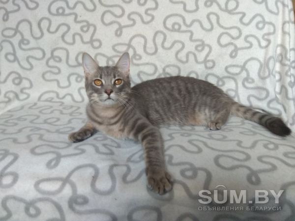 Кастрированный котенок в дар объявление Отдам даром уменьшенное изображение 