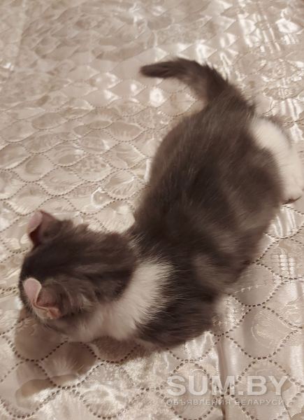 Породистый красивый котенок Американский кёрл объявление Продам уменьшенное изображение 