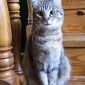 Кошка Эмми, кастрирована объявление Отдам даром уменьшенное изображение 1