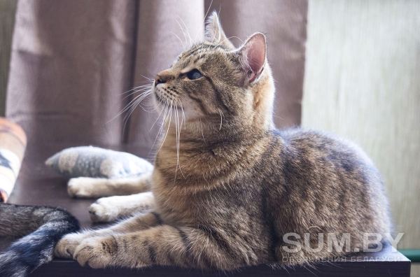 Кошка Эмми, кастрирована объявление Отдам даром уменьшенное изображение 