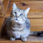 Кошка Эмми, кастрирована объявление Отдам даром уменьшенное изображение 4