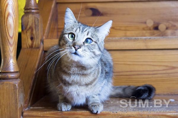 Кошка Эмми, кастрирована объявление Отдам даром уменьшенное изображение 