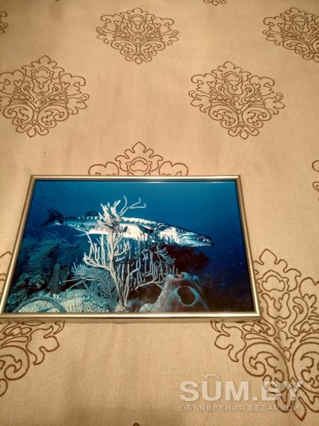 Фото для любителей подводного мира объявление Продам уменьшенное изображение 