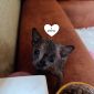 Продам котят Канадского Сфинкса объявление Продам уменьшенное изображение 3