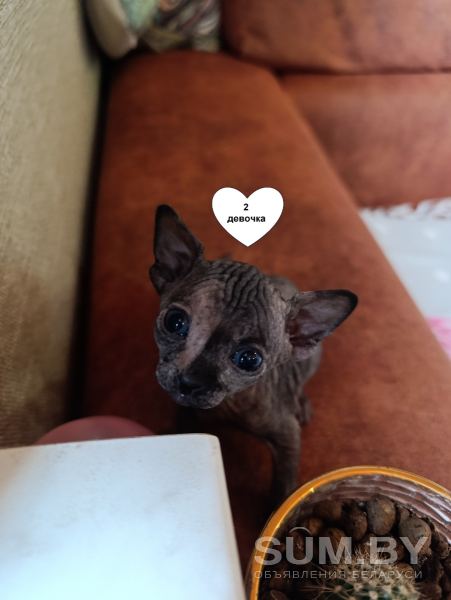 Продам котят Канадского Сфинкса объявление Продам уменьшенное изображение 