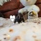 Продам котят Канадского Сфинкса объявление Продам уменьшенное изображение 4