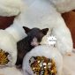 Продам котят Канадского Сфинкса объявление Продам уменьшенное изображение 6
