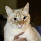 Нежный и красивый котик Беня в дар объявление Отдам даром уменьшенное изображение 1