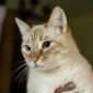 Нежный и красивый котик Беня в дар объявление Отдам даром уменьшенное изображение 2