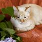 Нежный и красивый котик Беня в дар объявление Отдам даром уменьшенное изображение 3