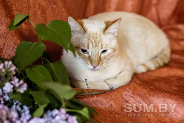 Нежный и красивый котик Беня в дар объявление Отдам даром уменьшенное изображение 