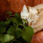 Нежный и красивый котик Беня в дар объявление Отдам даром уменьшенное изображение 4