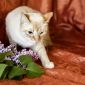 Нежный и красивый котик Беня в дар объявление Отдам даром уменьшенное изображение 6