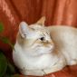 Нежный и красивый котик Беня в дар объявление Отдам даром уменьшенное изображение 5