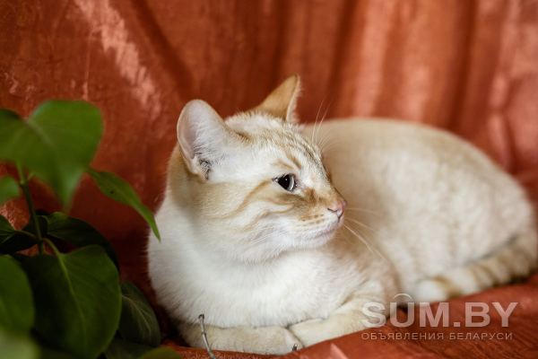 Нежный и красивый котик Беня в дар объявление Отдам даром уменьшенное изображение 