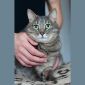 Очаровательный кот Василий в дар объявление Отдам даром уменьшенное изображение 2