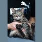 Очаровательный кот Василий в дар объявление Отдам даром уменьшенное изображение 4