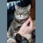 Очаровательный кот Василий в дар объявление Отдам даром уменьшенное изображение 3