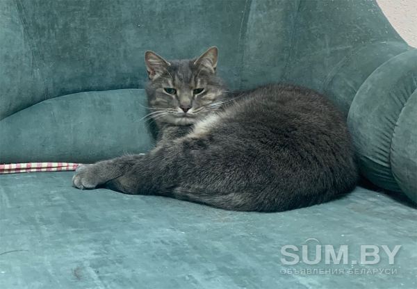 Очаровательный кот Василий в дар объявление Отдам даром уменьшенное изображение 