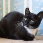 Ван Гог (Ванечка)-кот, кастрирован объявление Отдам даром уменьшенное изображение 1