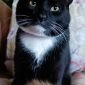 Ван Гог (Ванечка)-кот, кастрирован объявление Отдам даром уменьшенное изображение 2
