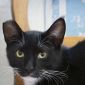Ван Гог (Ванечка)-кот, кастрирован объявление Отдам даром уменьшенное изображение 3
