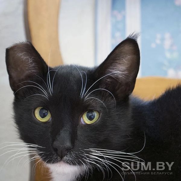 Ван Гог (Ванечка)-кот, кастрирован объявление Отдам даром уменьшенное изображение 