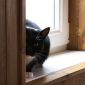 Ван Гог (Ванечка)-кот, кастрирован объявление Отдам даром уменьшенное изображение 4