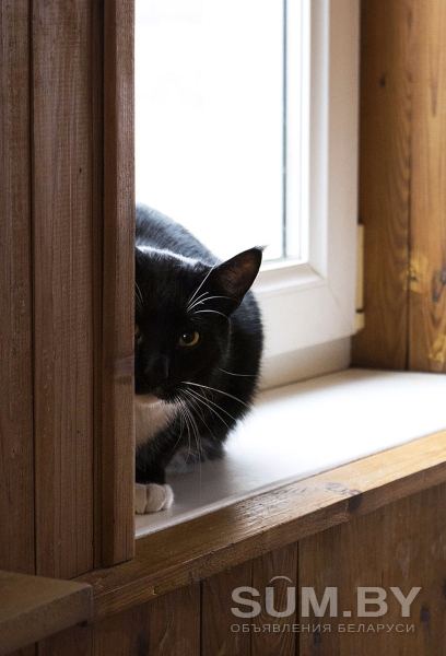 Ван Гог (Ванечка)-кот, кастрирован объявление Отдам даром уменьшенное изображение 