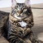 Синди- кошка молодая, кастрирована объявление Отдам даром уменьшенное изображение 1