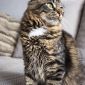 Синди- кошка молодая, кастрирована объявление Отдам даром уменьшенное изображение 2