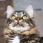 Синди- кошка молодая, кастрирована объявление Отдам даром уменьшенное изображение 3