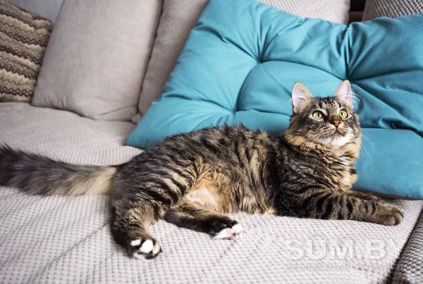 Синди- кошка молодая, кастрирована объявление Отдам даром уменьшенное изображение 