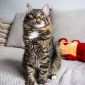 Синди- кошка молодая, кастрирована объявление Отдам даром уменьшенное изображение 6