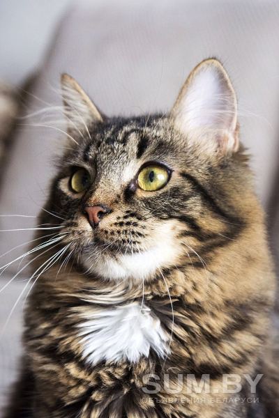 Синди- кошка молодая, кастрирована объявление Отдам даром уменьшенное изображение 