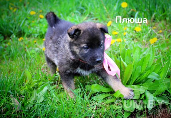Ласковые щенки-девочки 1, 5 месяца в дар объявление Отдам даром уменьшенное изображение 