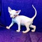 Канадский сфинкс котята объявление Продам уменьшенное изображение 3