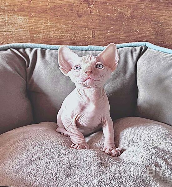 Канадский сфинкс котята объявление Продам уменьшенное изображение 