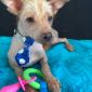 Мексиканская голая собака ксолоитцкуинтли объявление Продам уменьшенное изображение 1