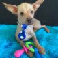 Мексиканская голая собака ксолоитцкуинтли объявление Продам уменьшенное изображение 2