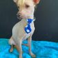 Мексиканская голая собака ксолоитцкуинтли объявление Продам уменьшенное изображение 3